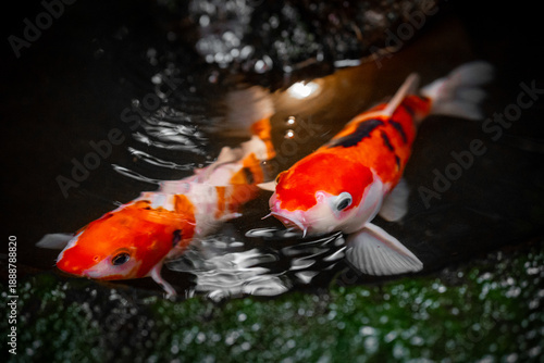 koi fish in the pond