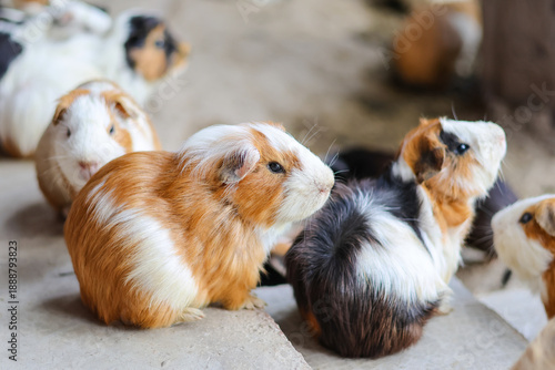 Group of hamsters on the floor indoors.