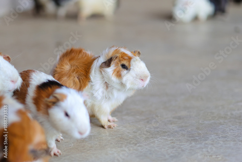 Group of hamsters on the floor indoors.

