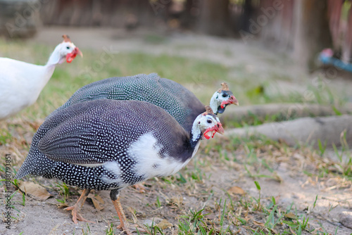 Guinea fowl walk on the ground in a rural, outdoor environment.