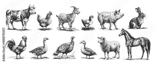 Set of vintage hand-drawn vector illustrations of farm animals including horse, cow, goat, sheep, pig, rabbit, chicken, rooster, goose and turkey.