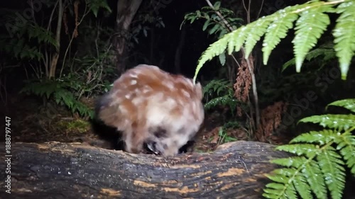 Eastern Quoll Scurries on a Log in the Australian Bush