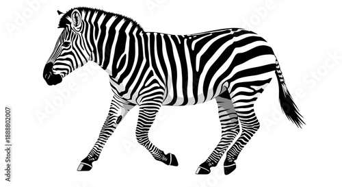 Black and white illustration of a zebra walking.