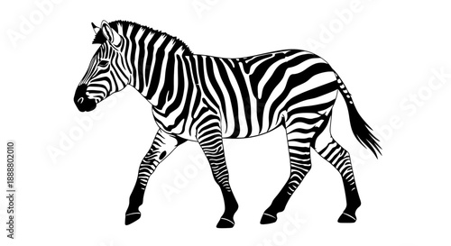 Black and white illustration of a zebra walking.