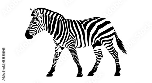 Black and white illustration of a zebra standing profile.