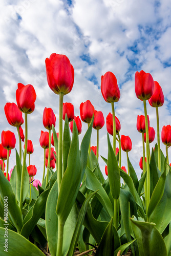 red tulips under blue sky