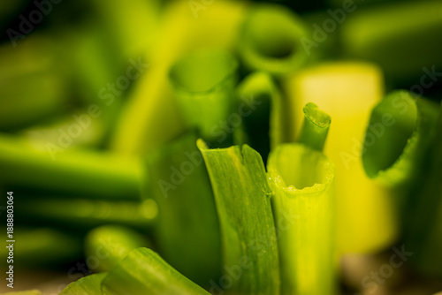 Layers of vibrant green onion segments from a macro perspective