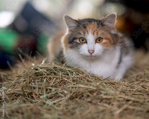 Captivating portrait of a fluffy calico cat lounging on a bed of hay in a rustic outdoor setting.