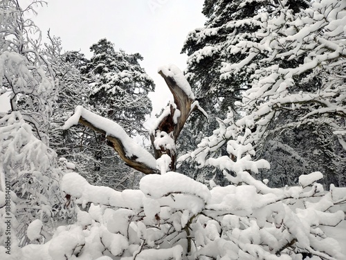 In the snow-covered forest, an old tree stands out like a monumental wooden statue.