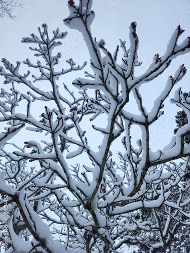 The bluish light shines through the sky on the trees of the forest after a heavy snowfall on a winter morning.