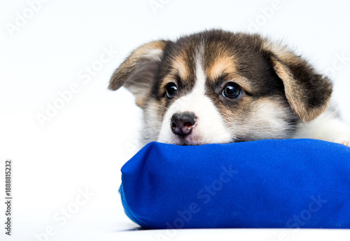 Cute Welsh Corgi puppy resting head on blue pillow isolated on white.