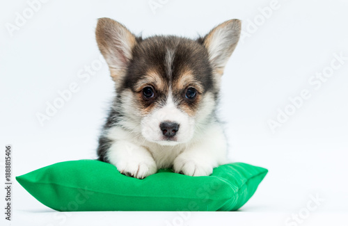 Tricolor Welsh Corgi puppy looking at camera on green pillow isolated on white.