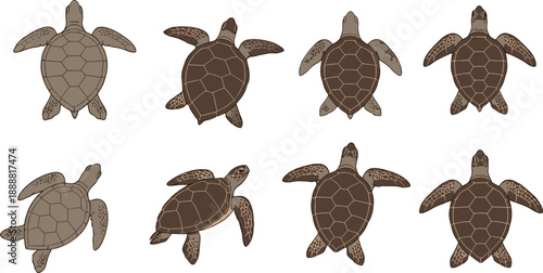 Sea Turtle Top View Illustration Set Featuring Realistic Marine Turtle Shell Variations for Ocean Biology Education, Conservation Graphics, and Detailed Vector Design