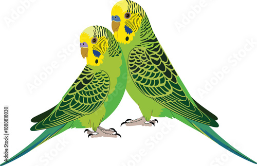 Two budgerigar parrots standing together vector illustration isolated on white background colorful pet birds design for wildlife and nature concepts
