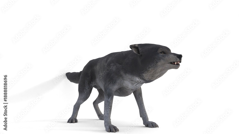Fototapeta premium gray wolf animation on white background