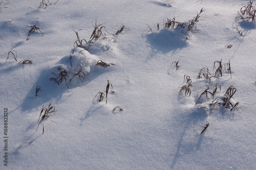 Fototapeta premium Winter background with soft, snowy texture. Beautiful layer of snow for Christmas or New Year decor. Dry grass and branches with shadows on sparkling snow drifts.