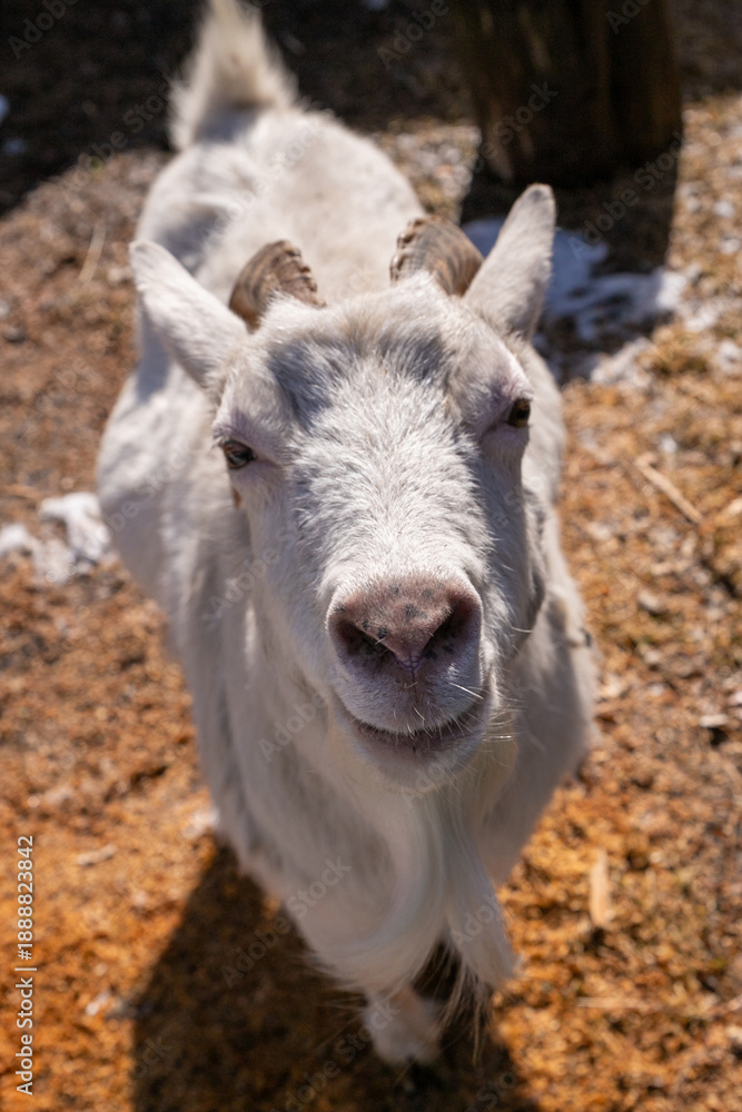 Obraz premium Close up of white goat nose. Funny animal portrait and farm life concept. Domestic livestock for agriculture and petting zoo