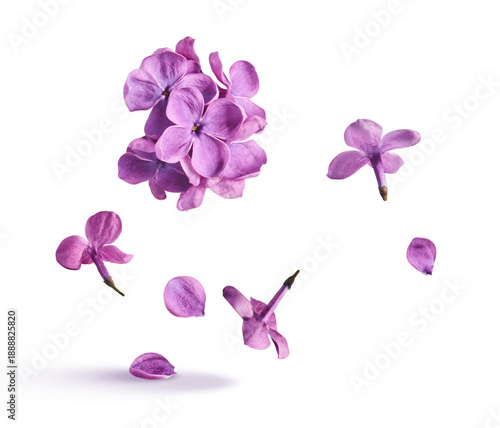 Creative art collage of flying purple lilac flowers and petals on white background. Concept of spring beauty, floral perfume aroma, lavender scent and fashion trend.