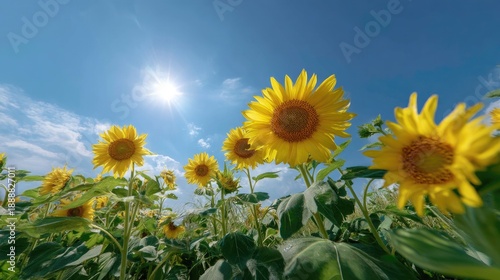 Vibrant Sunflower Field Under Bright Blue Sky and Sunlight