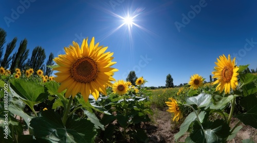 Bright Sunflowers Blooms Under Clear Blue Sky with Sunlight Rays