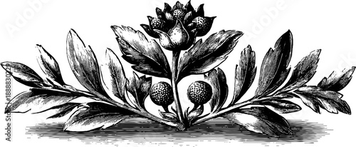 Vintage botanical heraldic escutcheon with 19th century engraved design for prints and cards