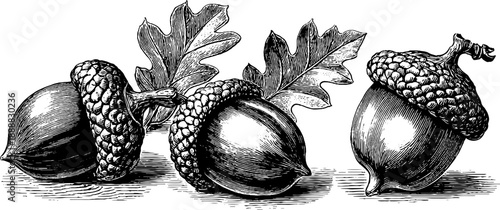 Detailed study of acorn oak seed - vintage botanical design for print or poster