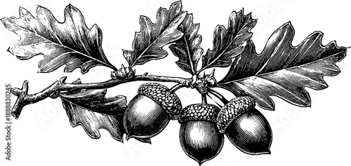 Detailed study of acorn and oak seed in vintage botanical engraving for educational and artistic use