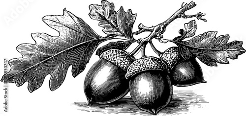 Detailed study of acorn and oak seed in vintage botanical engraving style