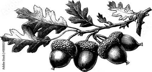 Detailed study of acorn and oak seed branch in vintage botanical engraving style