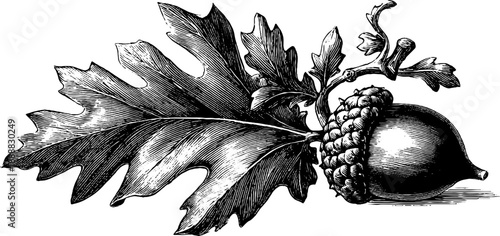 Detailed study of acorn and oak seed in vintage botanical engraving