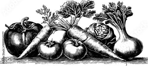 Vintage botanical engraving of agricultural crops for reference plate design