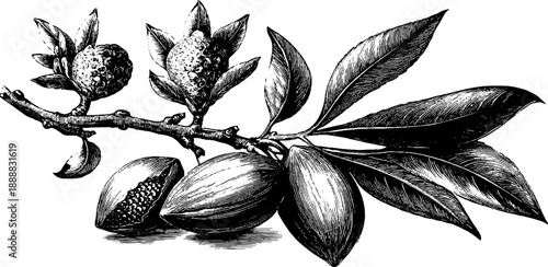 Vintage almond seed botanical study engraving from the 19th century