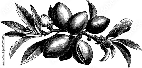 Almond seed botanical study from 19th century vintage engraving