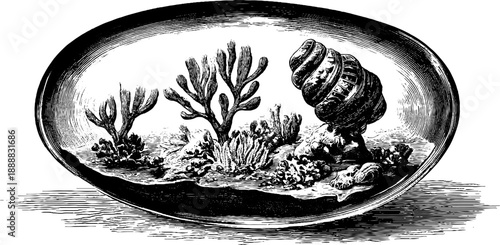 Botanical fossilized inclusion in amber engraving - vintage 19th century etching for design