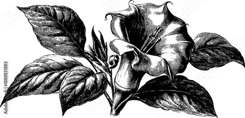Vintage botanical engraving of angel trumpet flower - nature illustration for design and decor