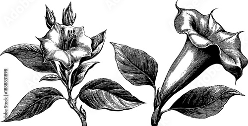 Angel's trumpet poisonous flower vintage botanical art engraving for decor and labels
