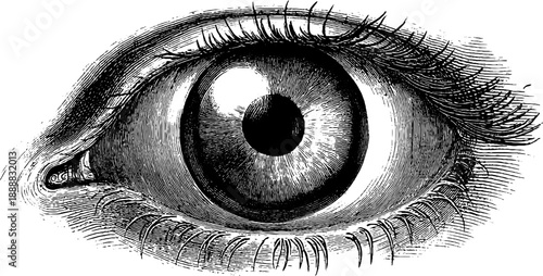Intricate 19th century vintage engraving of animal eye anatomy for educational and artistic design