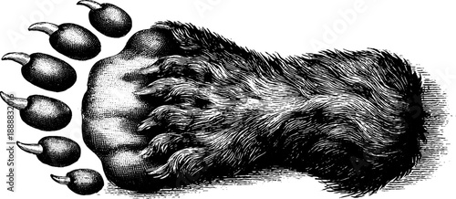 Vintage botanical engraving of animal footprint fossil - retro design for history and nature enthusiasts