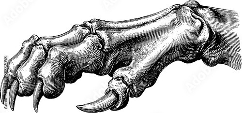 Detailed study of animal paw anatomy in vintage 19th century botanical engraving