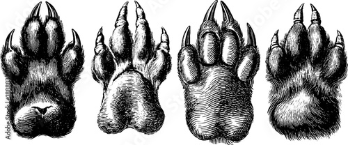 19th century animal paw anatomy study - vintage botanical engraving design for educational use