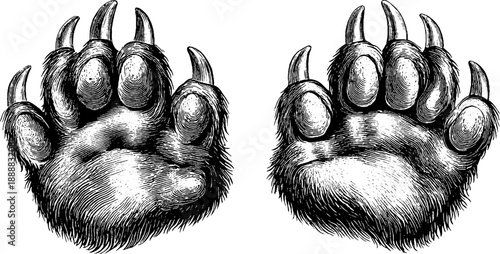 Vintage animal paw anatomy study engraving from 19th century for educational or decorative purposes