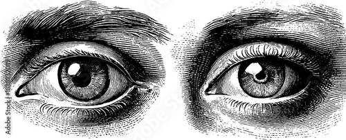 Detailed study of animal eye anatomy from 19th century vintage botanical engraving
