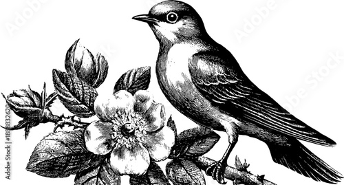 Vintage botanical bird and flower engraving for classical design