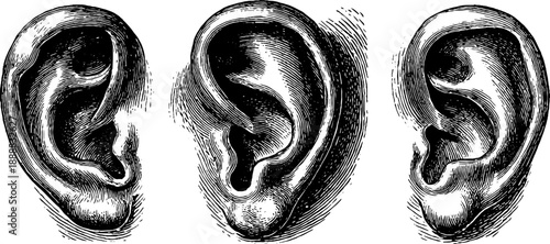 Vintage botanical ear anatomy sketch for classroom and educational design