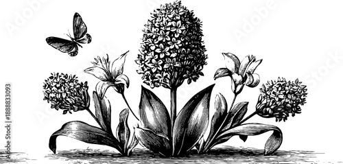 Vintage botanical engraving with floral arrangement and butterfly in vignette style