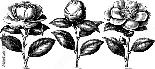 Vintage botanical mirror frame design with engraved floral illustration for wall decor