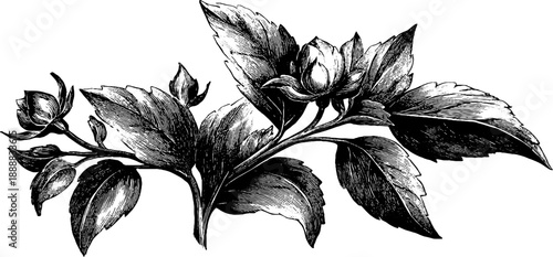 Elegant antique mirror design with vintage botanical engraving for wall decor