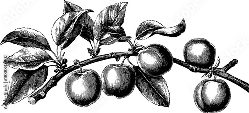 Vintage botanical engraving of apricot branch with fruit and leaves for design use