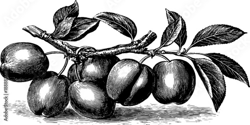 19th century apricot botanical study of stone and seed in vintage engraving