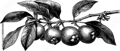 Vintage botanical illustration of ash tree branch with seed clusters for nature-inspired designs